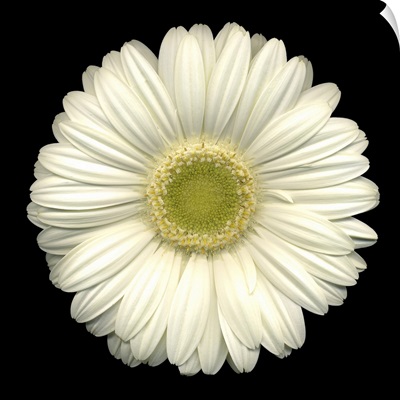 Single White Daisy 1