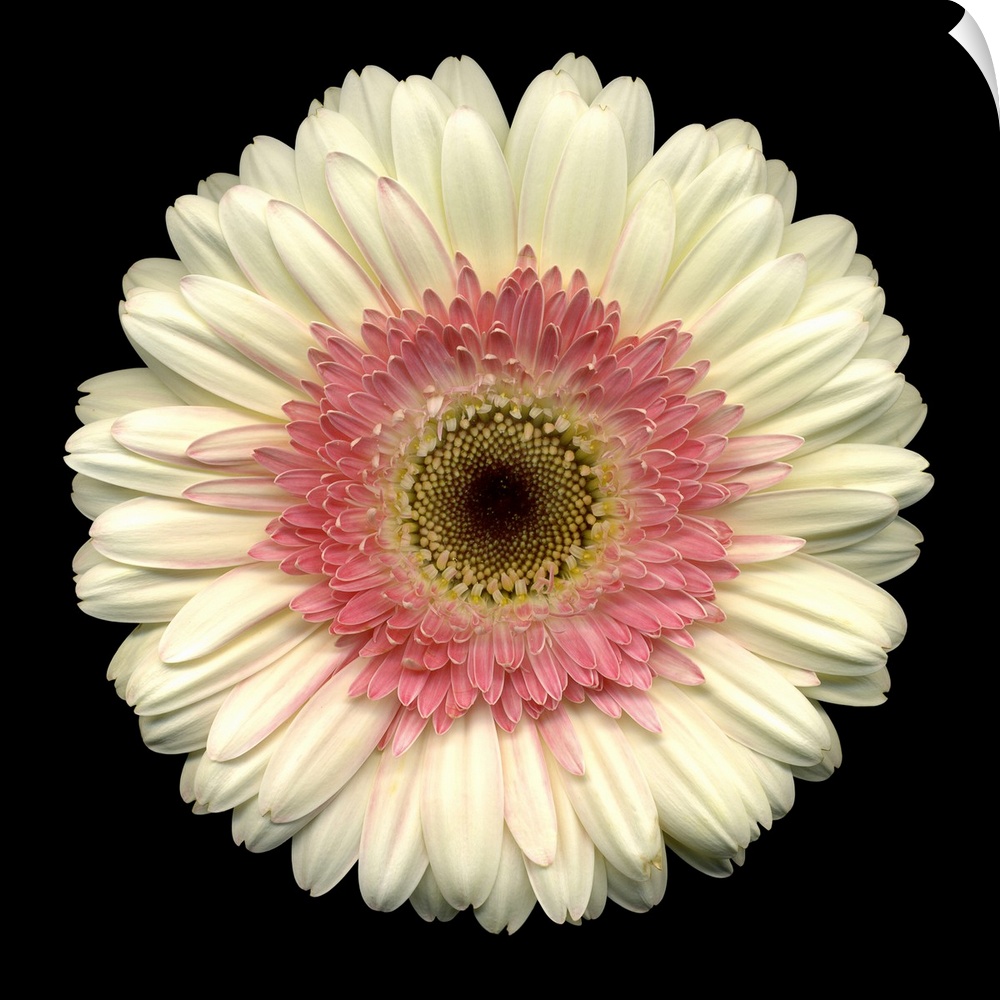 This large close up photograph is of a white daisy with a pink center and a black background.