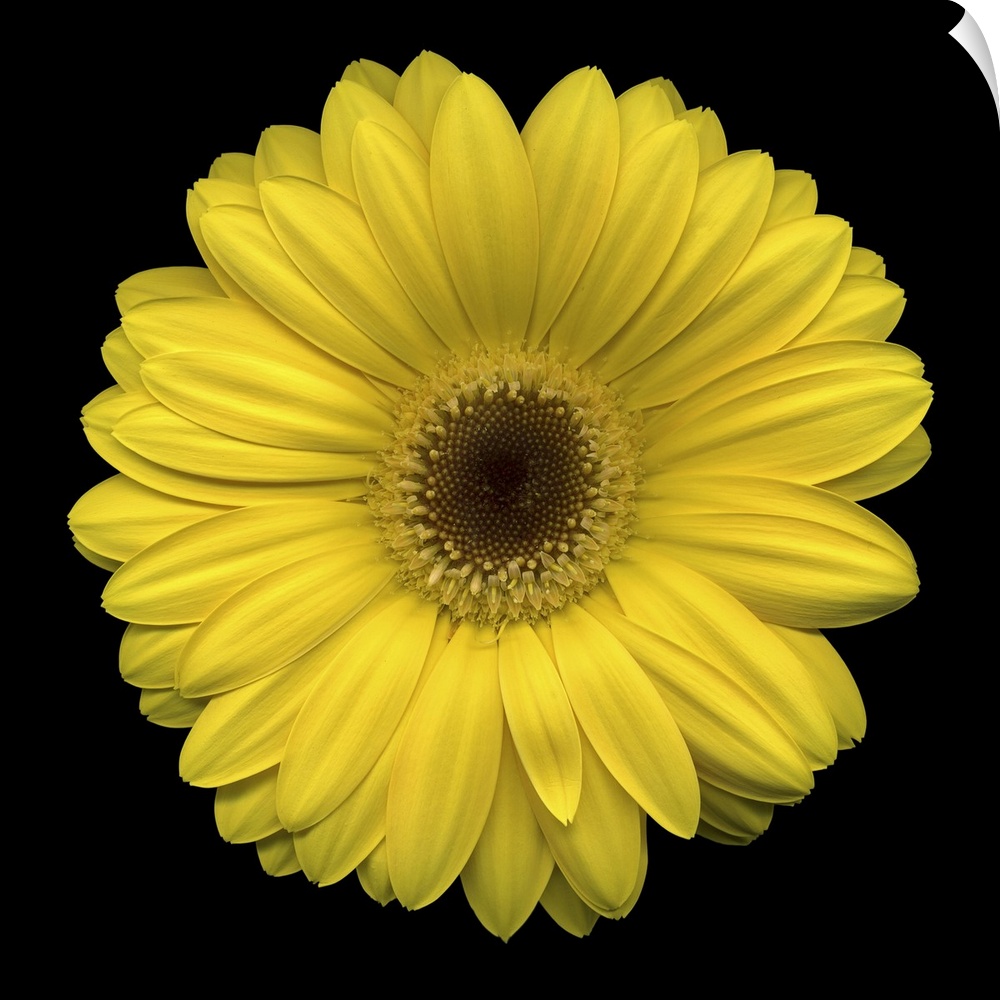Giant photograph focuses on the florets and petals of one vividly colored flower positioned in front of a blank background.