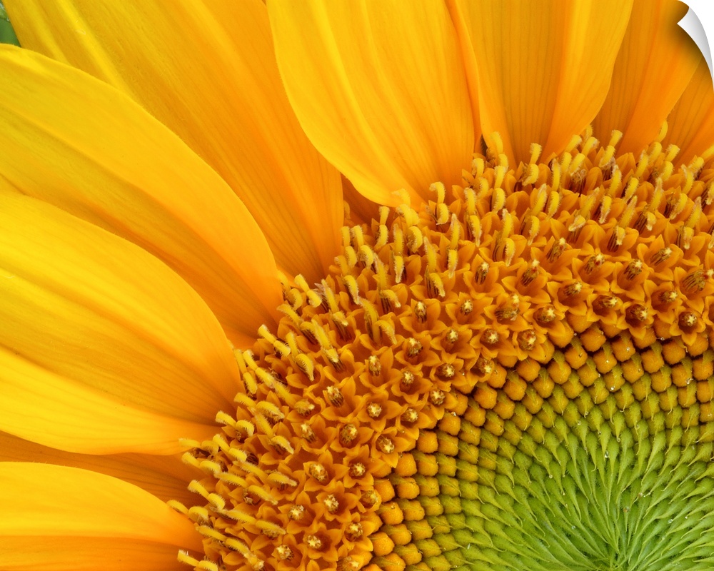 Close-up detail of sunflower