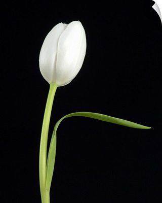 White Tulip 1