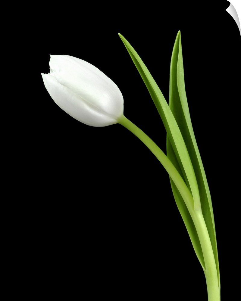 Closeup photograph of a white tulip flower and its stem on a black background.