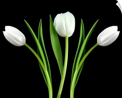 White Tulip 3