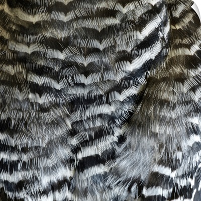 Woodpecker Feathers