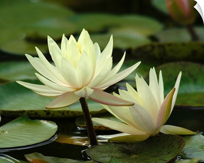 Yellow Water Lilies