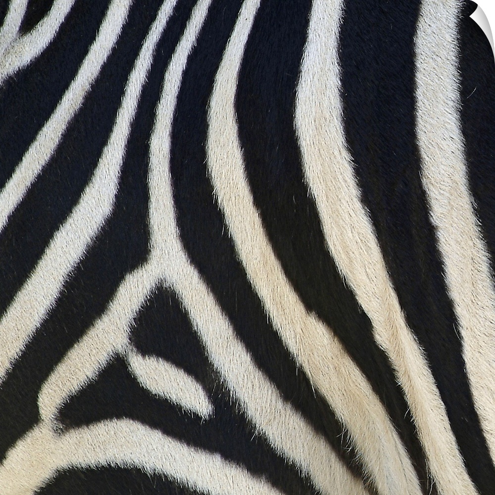 Square canvas of a zebra's pattern up close.