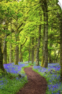 A Forest of Bluebells in Scotland's Bluebell Woods, Perthshire