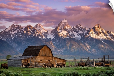 A Herd of Buffalo Walk In Front of Mormon Barn, Jackson, Wyoming