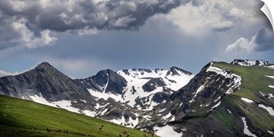 A Herd of Elk Graze In Colorado's Alpine Tundra; Rocky Mountain National Park, CO