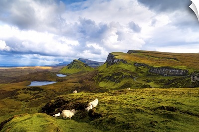 A Herd of Sheep and Young In Scotland's Quiraing, Isle of Skye