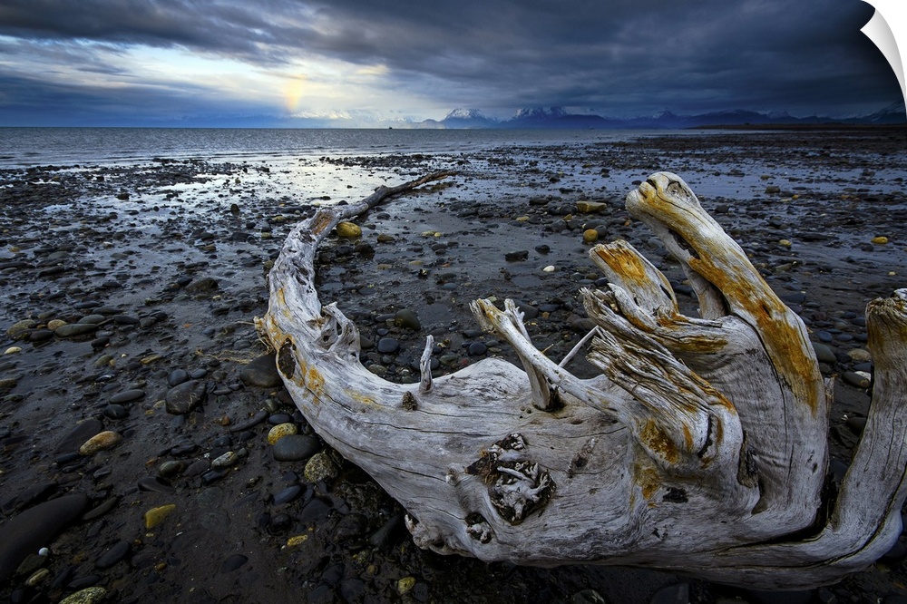 A lone piece of drift wood rests on the beach with a faint rainbow in the distance; Homer, Alaska