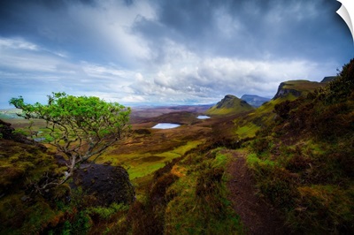 A Lone Tree Overlooking Scotland's Quiraing, Isle of Skye