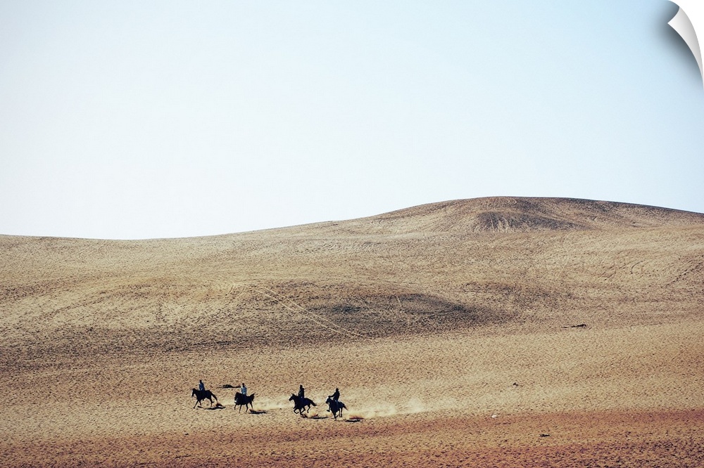 Four young men riding their horses, bareback, through the desert near the Great Pyramids; Giza, Egypt.