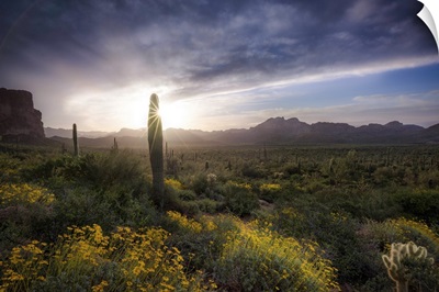 Sunrise In Arizona's Lost Dutchmen Wilderness, Lost Dutchmen Wilderness