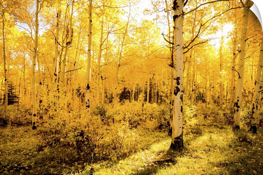 Horizontal canvas of a forest of aspen trees being bathed in the warm sun.