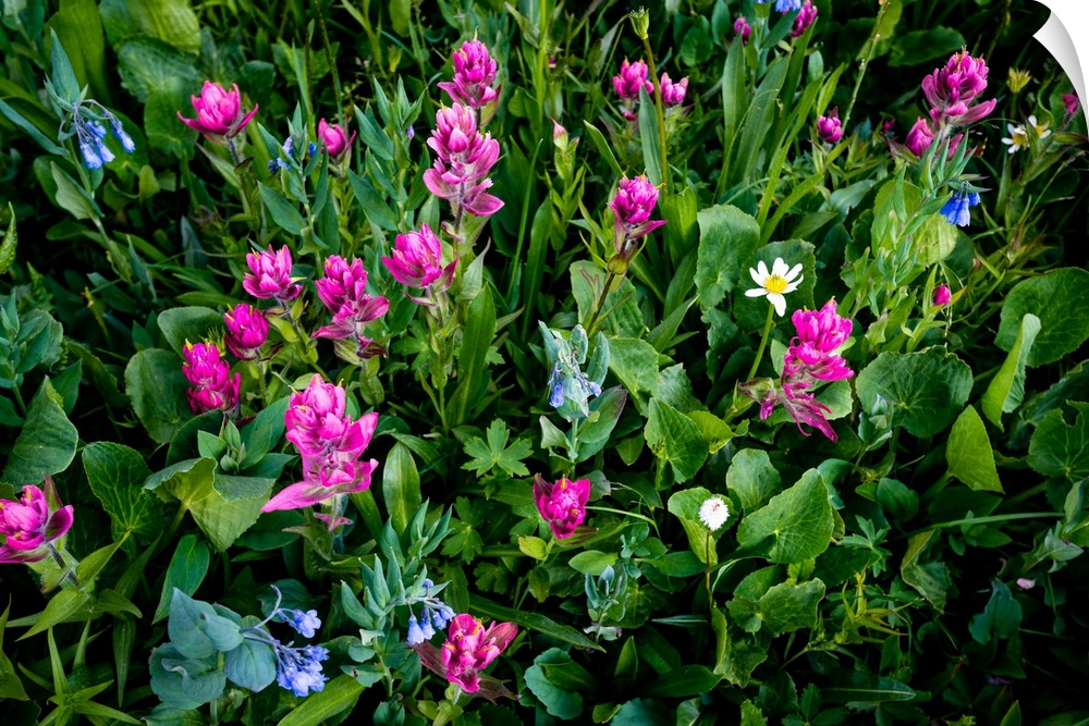 Wildflowers, Gunnison National Forest, Colorado