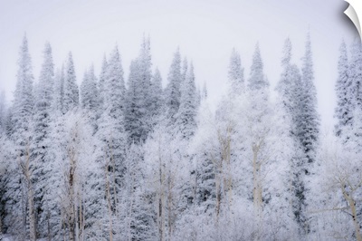 Wintery Landscape In Colorado Rockies, Colorado Rockies