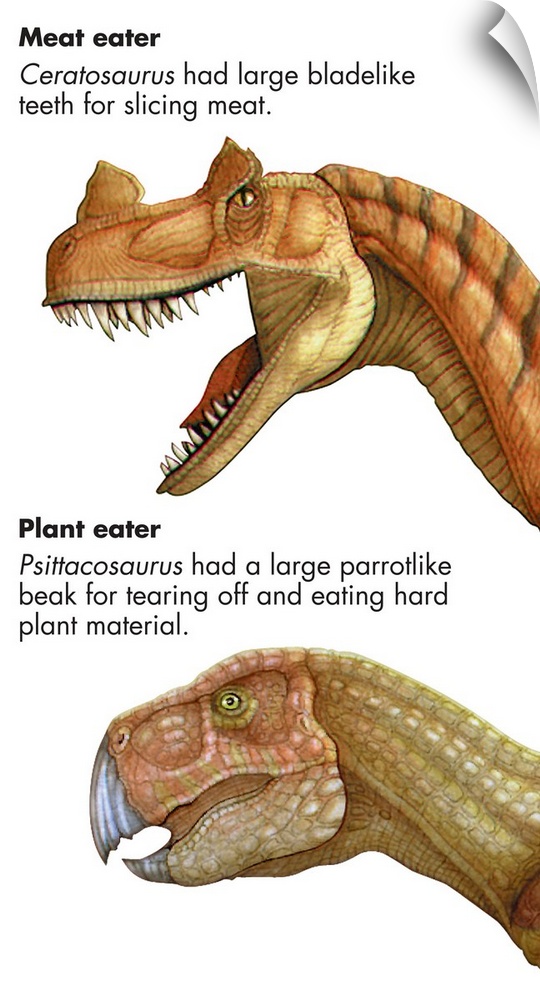 An illustration from Encyclopaedia Britannica showing the difference between meat-eating and plant eating dinosaurs.