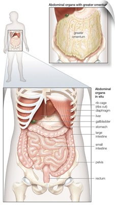 Abdominal organs in situ. abdominal cavity, digestive system