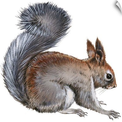 Abert's Squirrel (Sciurus Aberti)