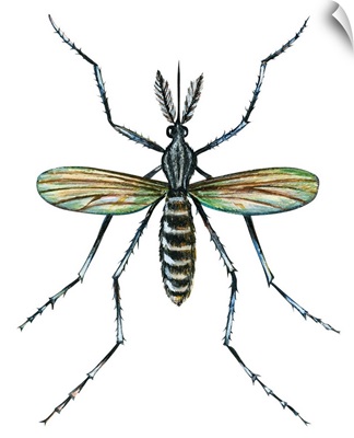 Aedes Mosquito (Aedes Aegypti), Yellow Fever Mosquito