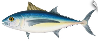 Albacore Tuna (Thunnus Alalunga)