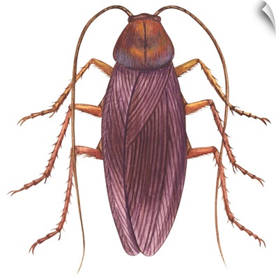 American Cockroach (Periplaneta Americana)