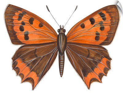 American Copper Butterfly (Lycaena Hypophlaea)