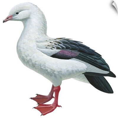 Andean Goose (Chloephaga Melanoptera) Illustration