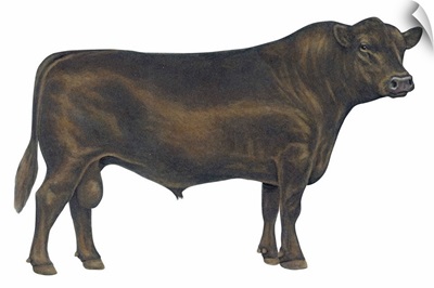Angus Bull, Beef Cattle