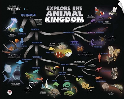Animal Kingdom Educational Poster