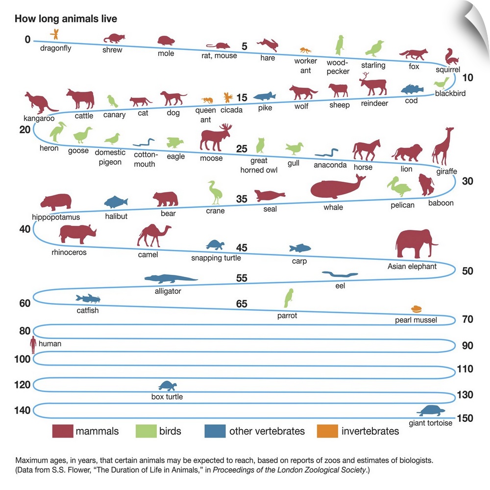An educational poster from Encyclopaedia Britannica showing the life spans of different animals.