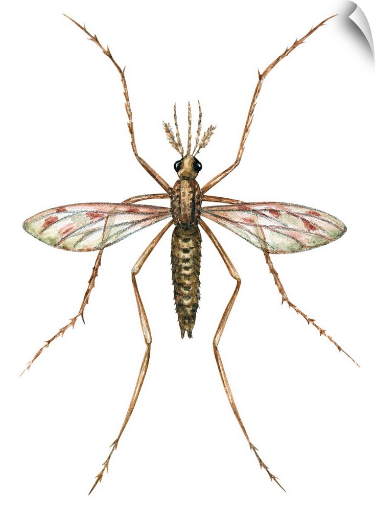Anopheles Mosquito (Anopheles Quadrimaculatus)