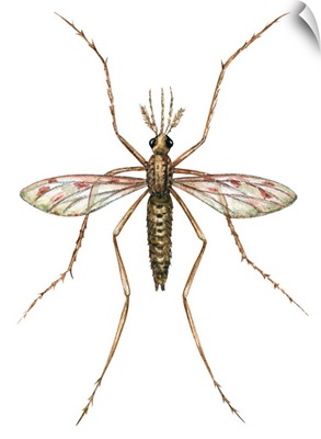 Anopheles Mosquito (Anopheles Quadrimaculatus)