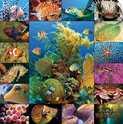 Aquatic Collage