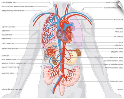 Arterial supply and venous drainage of the organs.