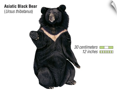 Asiatic Black Bear (Ursus Thibetanus)