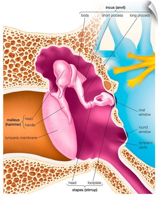 Auditory ossicles of the middle ear. sensory organ