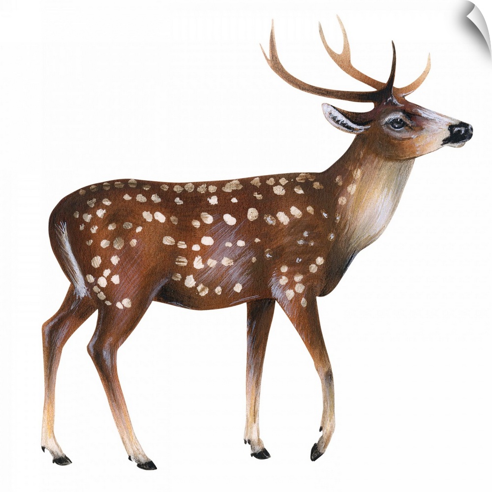 Axis Deer (Cervus Axis)