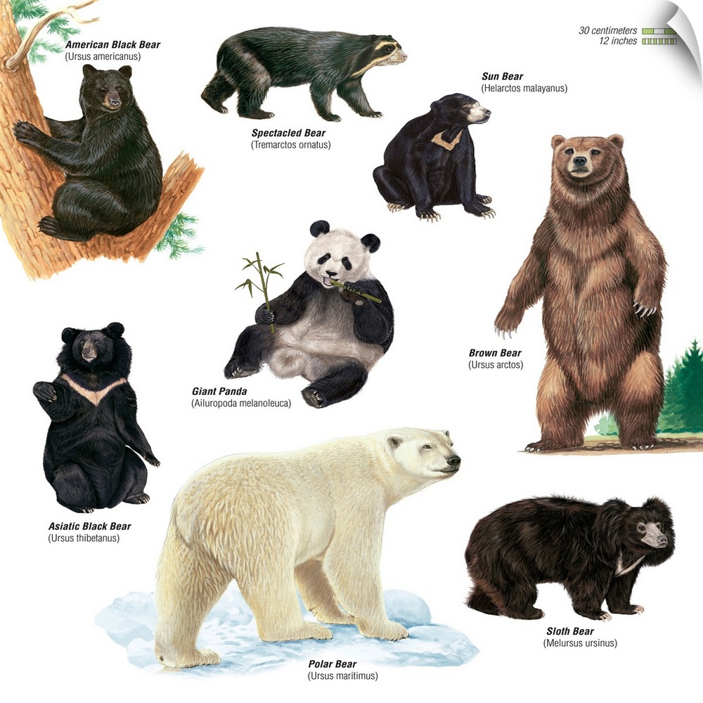 An educational poster from Encyclopaedia Britannica showing different species of bears.