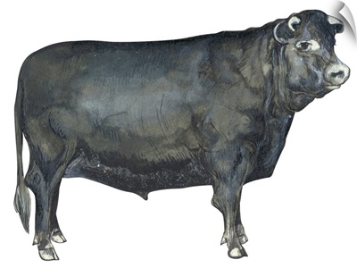 Beef Cattle (Bos Taurus)