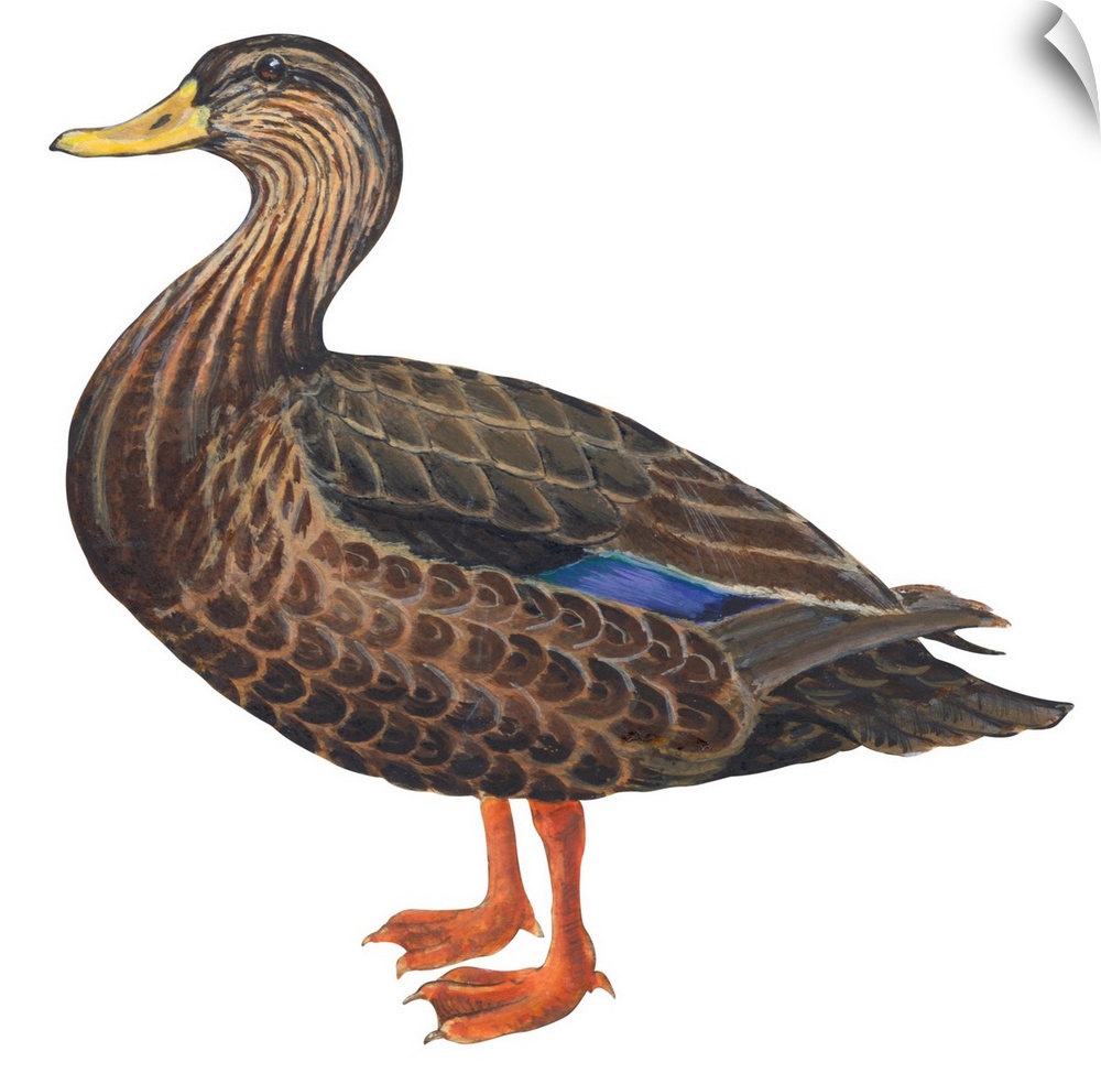 Educational illustration of the black duck.