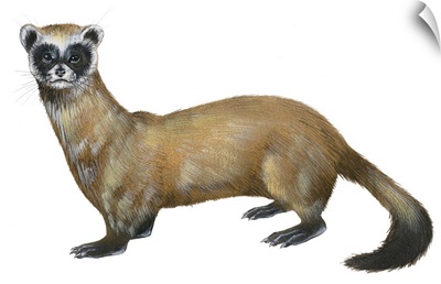 Black-Footed Ferret (Mustela Nigripes), Weasel
