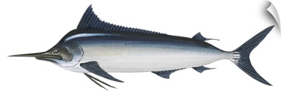 Black Marlin (Istiompax Indica)