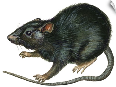 Black Rat (Rattus Rattus)