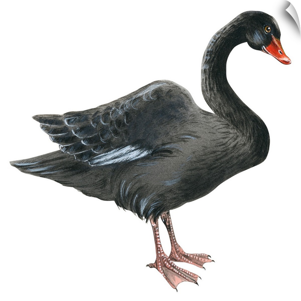 Educational illustration of the black swan.