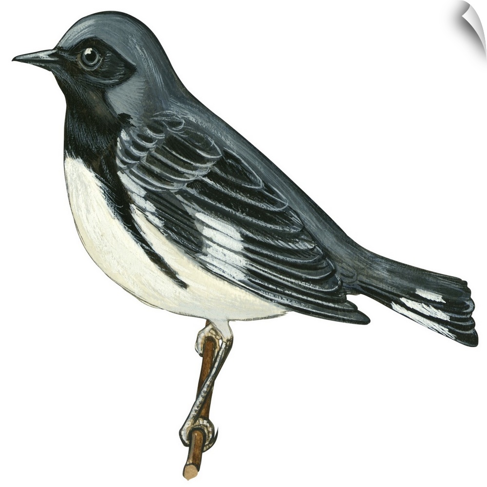 Educational illustration of the black-throated blue warbler.
