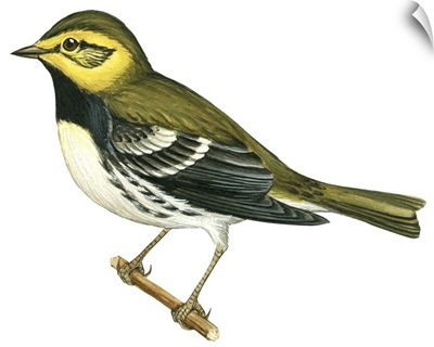 Black-Throated Green Warbler (Dendroica Virens) Illustration