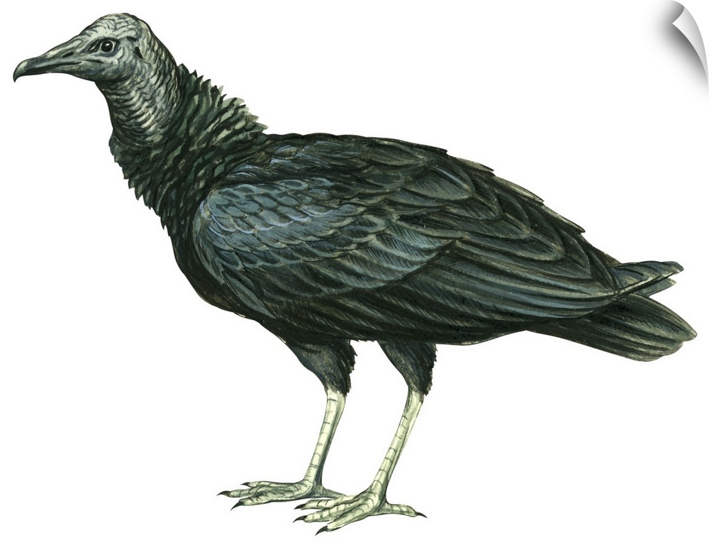 Educational illustration of the black vulture.