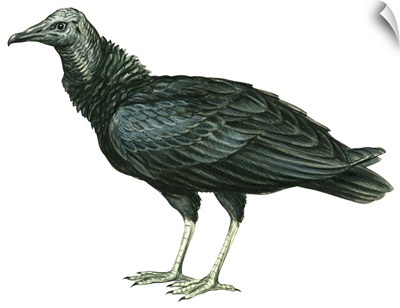 Black Vulture (Coragyps Atratus) Illustration